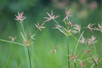 &ldquo;The earth laughs in flowers.&rdquo;