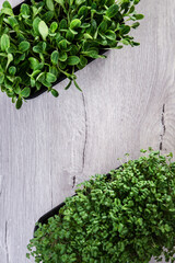 Microgreens with dew drops. Fresh, green sprouts of peas, mustard, arugula herbs and plants for salad