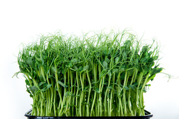 Microgreens with dew drops, isolated on white. Fresh, green sprouts of peas herbs and plants for salad. Close-up, selective focus