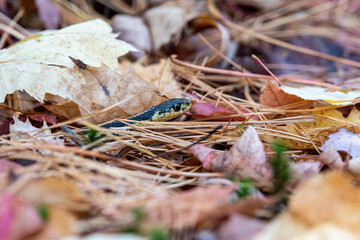 Garter snake in the leaf litter