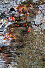 紅葉　もみじ　箕面公園　箕面川