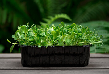 Microgreens with dew drops. Fresh, green sprouts of herbs and plants for salad