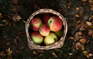 apples in the basket fall 