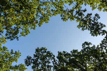 Fototapeta premium blue sky framed by green trees background