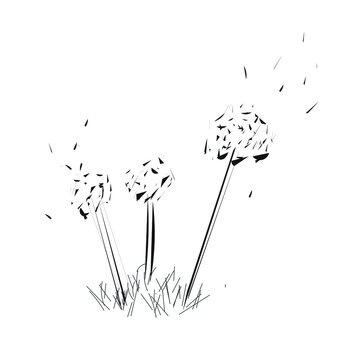 Dandelions and dandelions seed