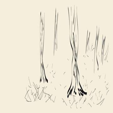 Tranquill forest