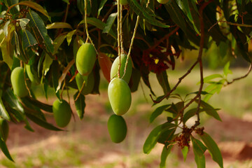 mango fruits hanging on tree