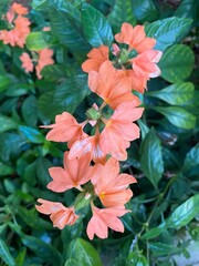 Cacho de flores de cor salmão.