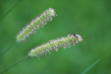 “The earth laughs in flowers.”
