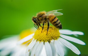 bee on flower