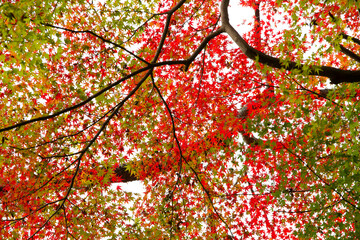 紅葉　もみじ　箕面公園　秋