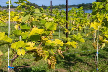 Der Klimawandel machts möglich, ein neu angelegter Weinberg am Nord-Ostsee-Kanal bei Kiel