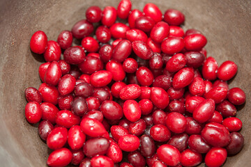 Dogwood red berries . Autumn Berry rich in vitamins