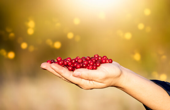 Red Lingonberry On Female Palm In The Forest. Collection Of Wild Deer.