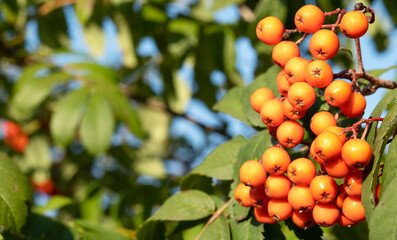 Berries of mountain ash on a tree