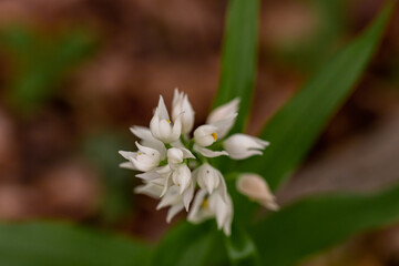 Cephalanthera longifolia flower in the field, close up 