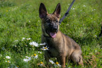 Dog portrait of an eleven weeks old German Shepherd puppy in green grass