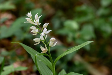 Cephalanthera longifolia flower growing in the field