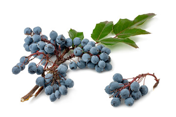Fruits of blackthorns isolated on a white background