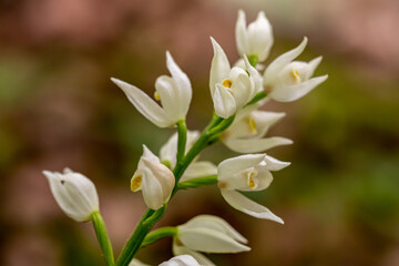 Cephalanthera longifolia flower growing in the field, close up shoot
