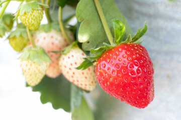 Closed up of red strawberry fruit background