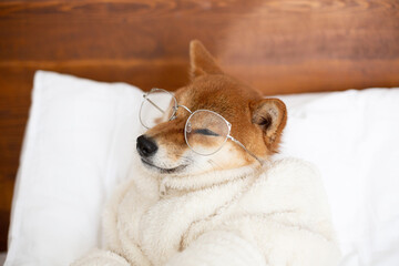 Funny Red shiba inu Dog wearing glasses and white bathrobe lying in the cozy bed under the blanket