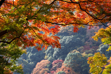 紅葉　もみじ　箕面公園　秋