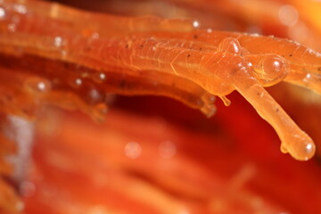 resin from latch trees