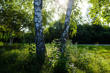 backlit birch trees in a park at sunrise