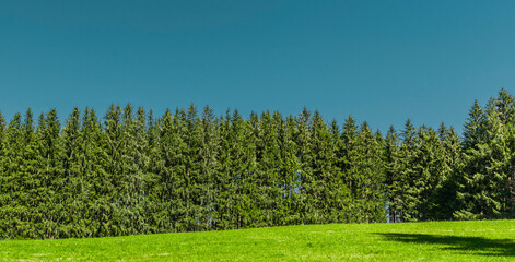 Tannenwald hun Grünen Wiese