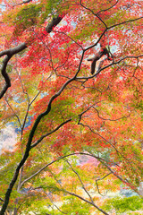 紅葉　もみじ　箕面公園　秋