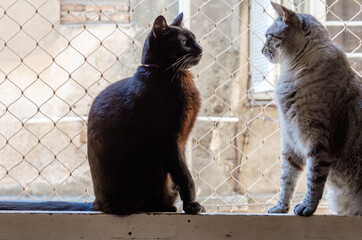 two cats sitting by a window with a safety net