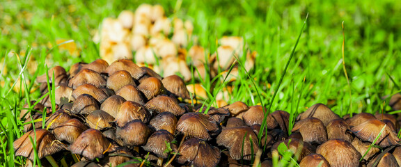 Tintlings Pilze auf einer Grünen Wiese