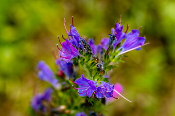 Echium vulgare flower growing in field, close up shoot