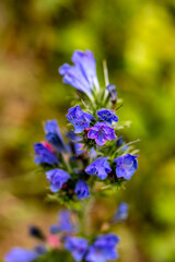 Echium vulgare flower growing in field, close up	