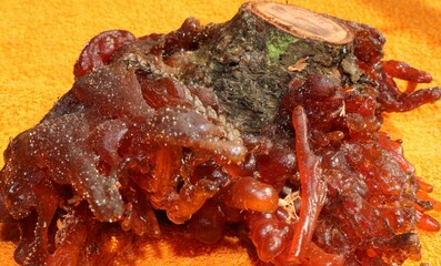 resin from latch trees