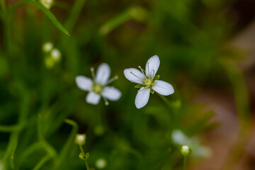 Moehringia flower growing in woodland	