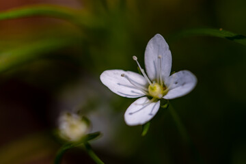 Moehringia flower growing in woodland, close up shoot	