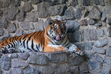 
the tiger lies and licks its lips looking at something against the backdrop of a rock