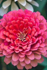 &ldquo;The earth laughs in flowers.&rdquo;