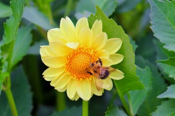 Bright yellow dahlia, Dahlia pinnata, bumblebee on a flower