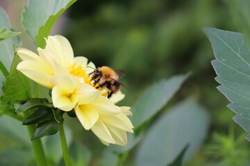 Bright yellow dahlia, Dahlia pinnata, bumblebee on a flower