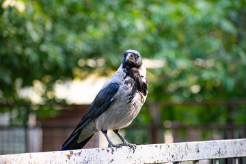 crow looks predatory standing on an old iron railing close-up with bokeh effect