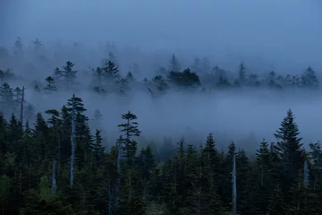 Sheer curtains Forest in fog 朝靄の中から現れた針葉樹の森