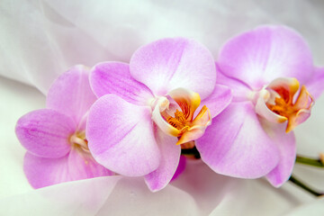Fototapeta na wymiar The branch of purple orchids on white fabric background 