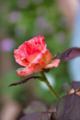 “The earth laughs in flowers.”