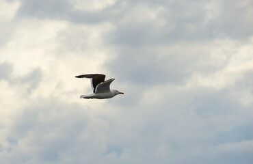 A seagull flies in the sky with clouds.