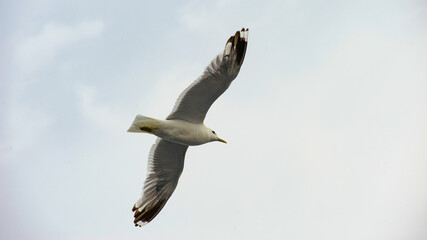 A seagull flies in the sky with clouds.