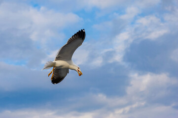A seagull flies in the sky with clouds.