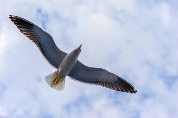 A seagull flies in the sky with clouds.